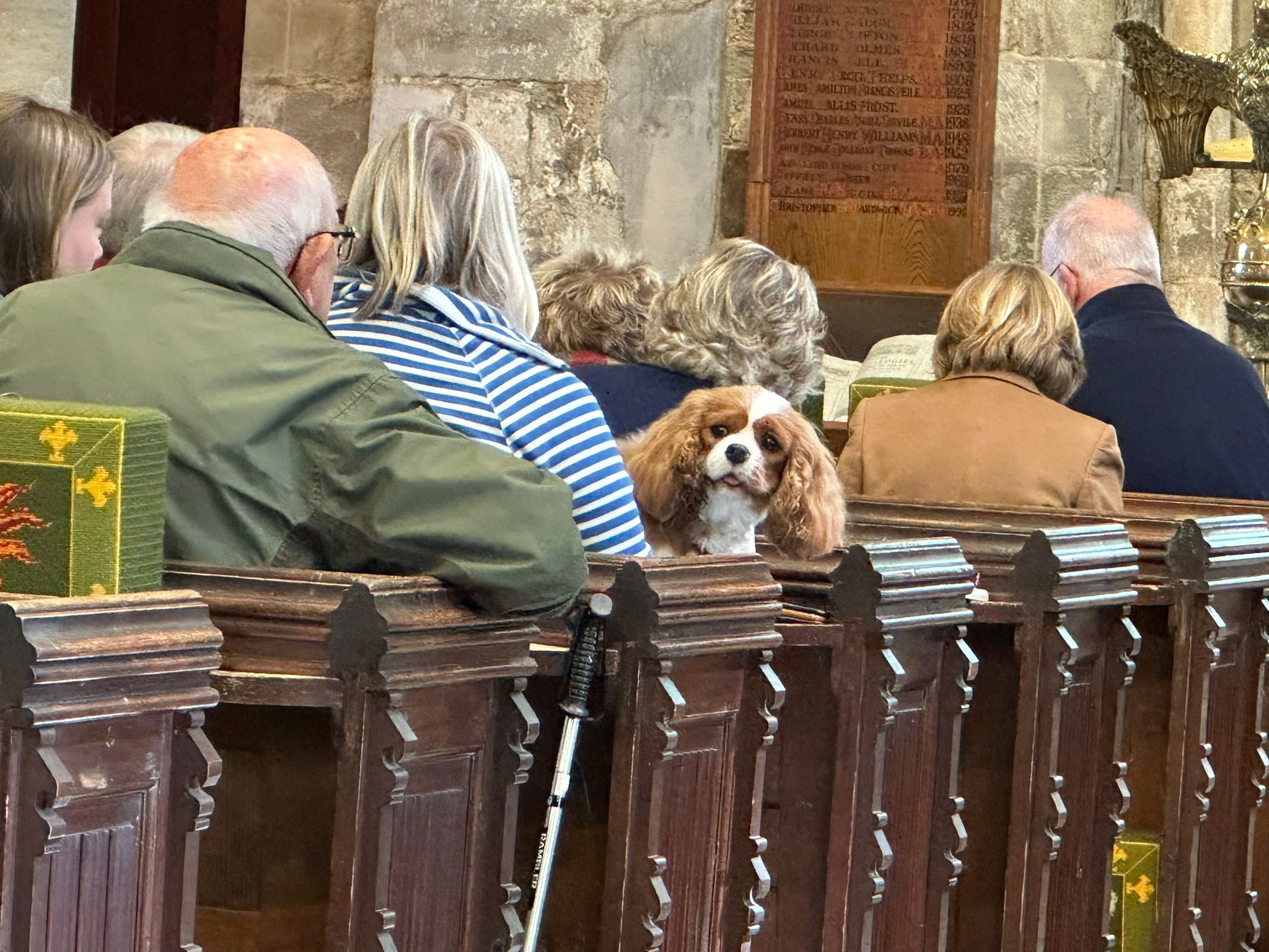 dog peeking out from a pew in Ripple Church