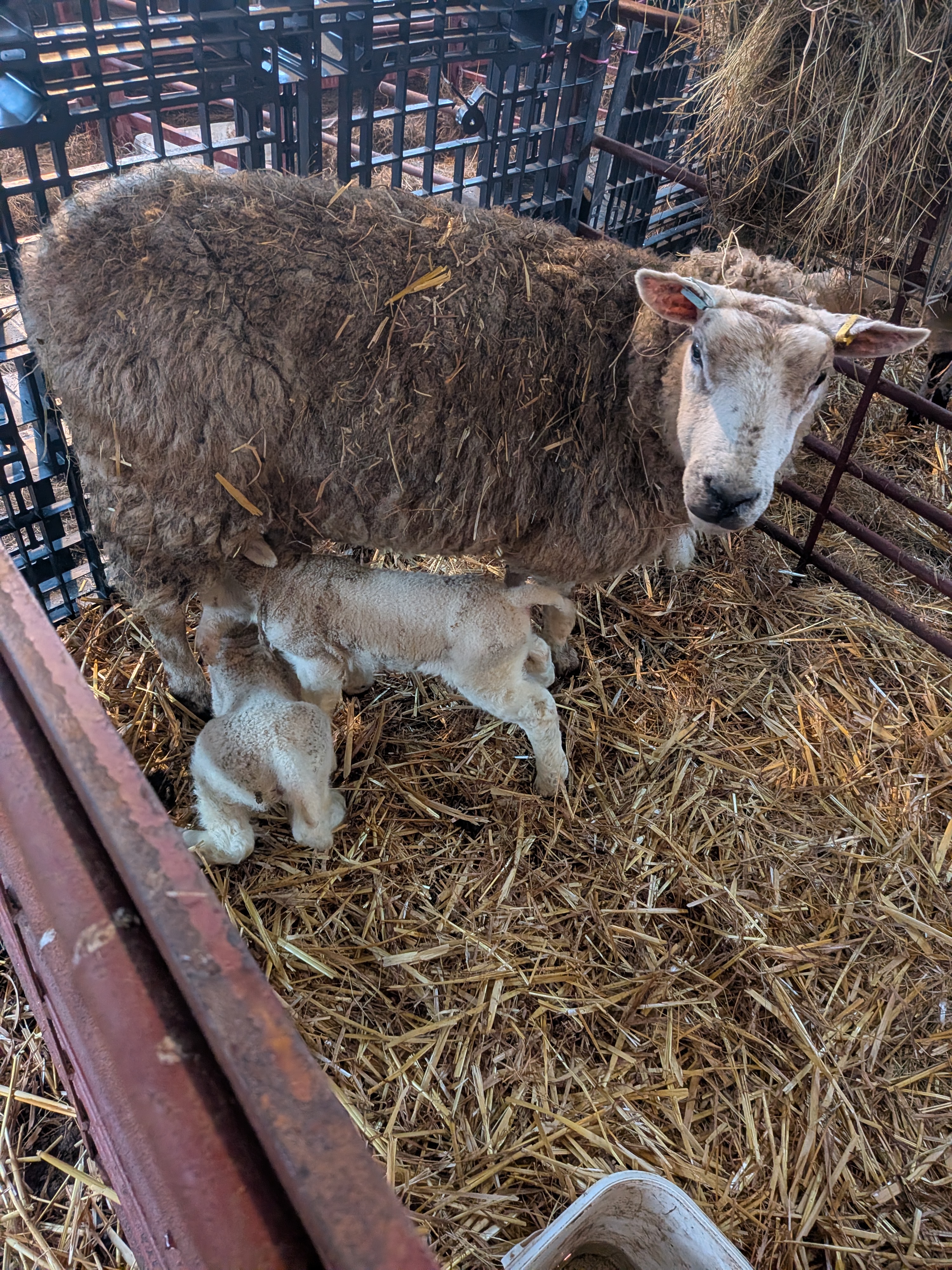 A ewe standing in a pen with two lambs