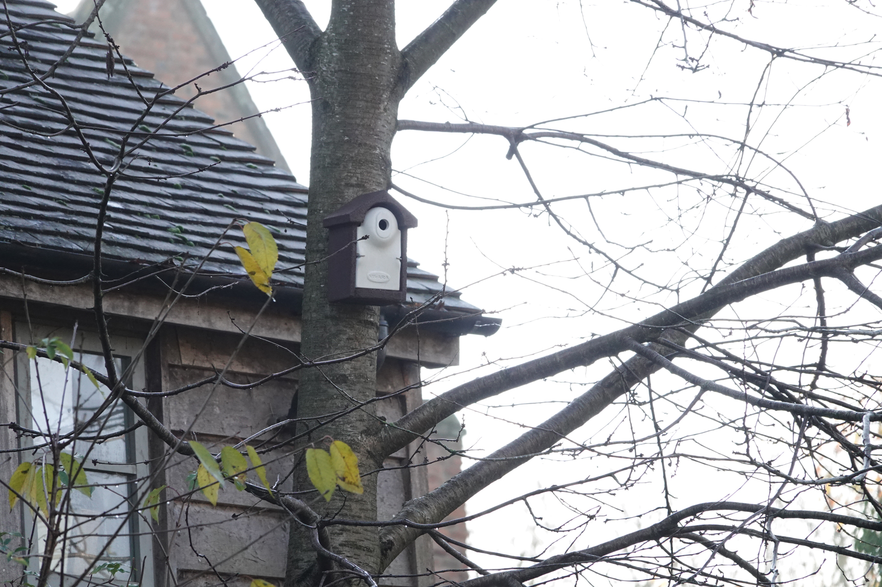 Bird box in a tree