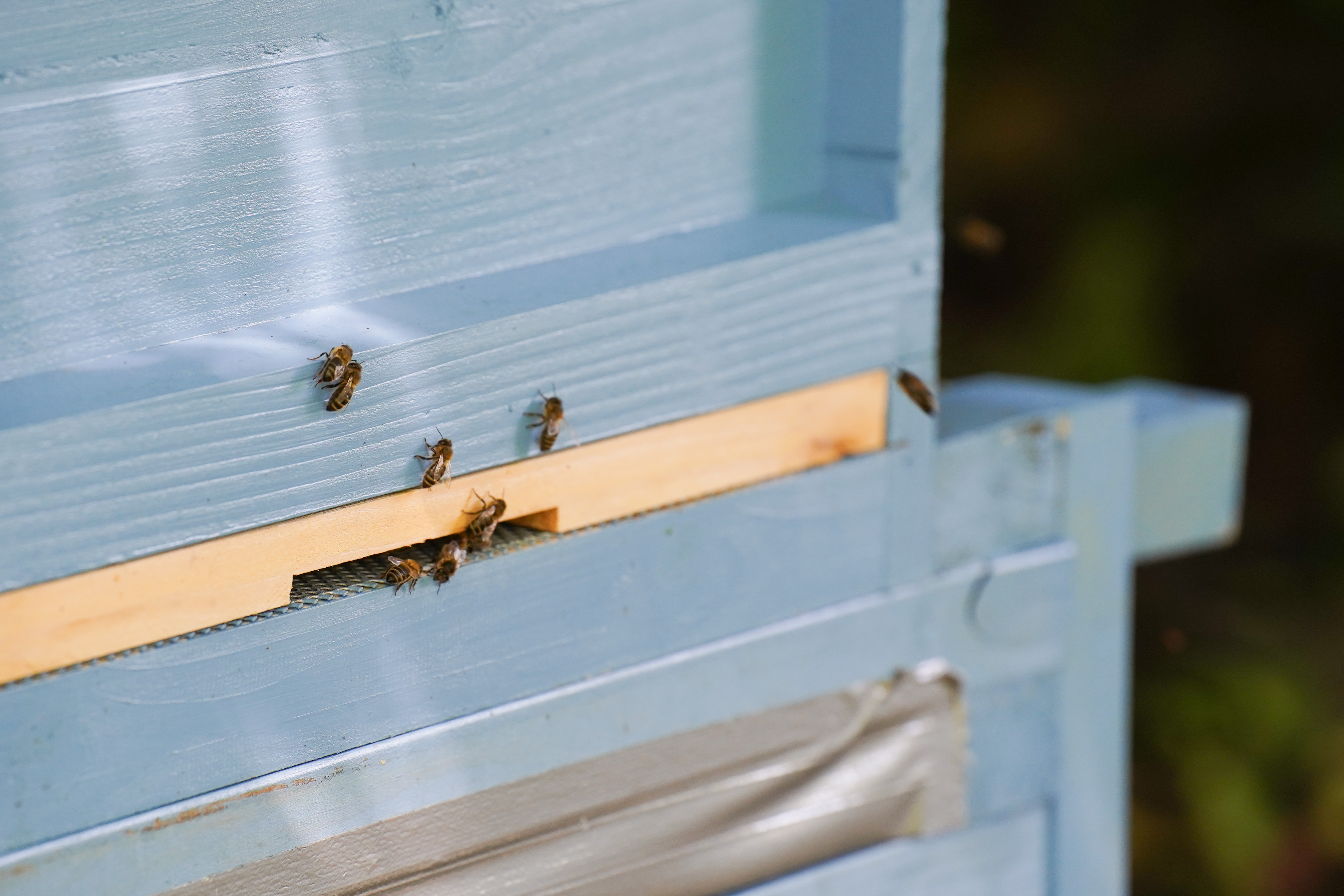 Close up of bees going in and out of the hive