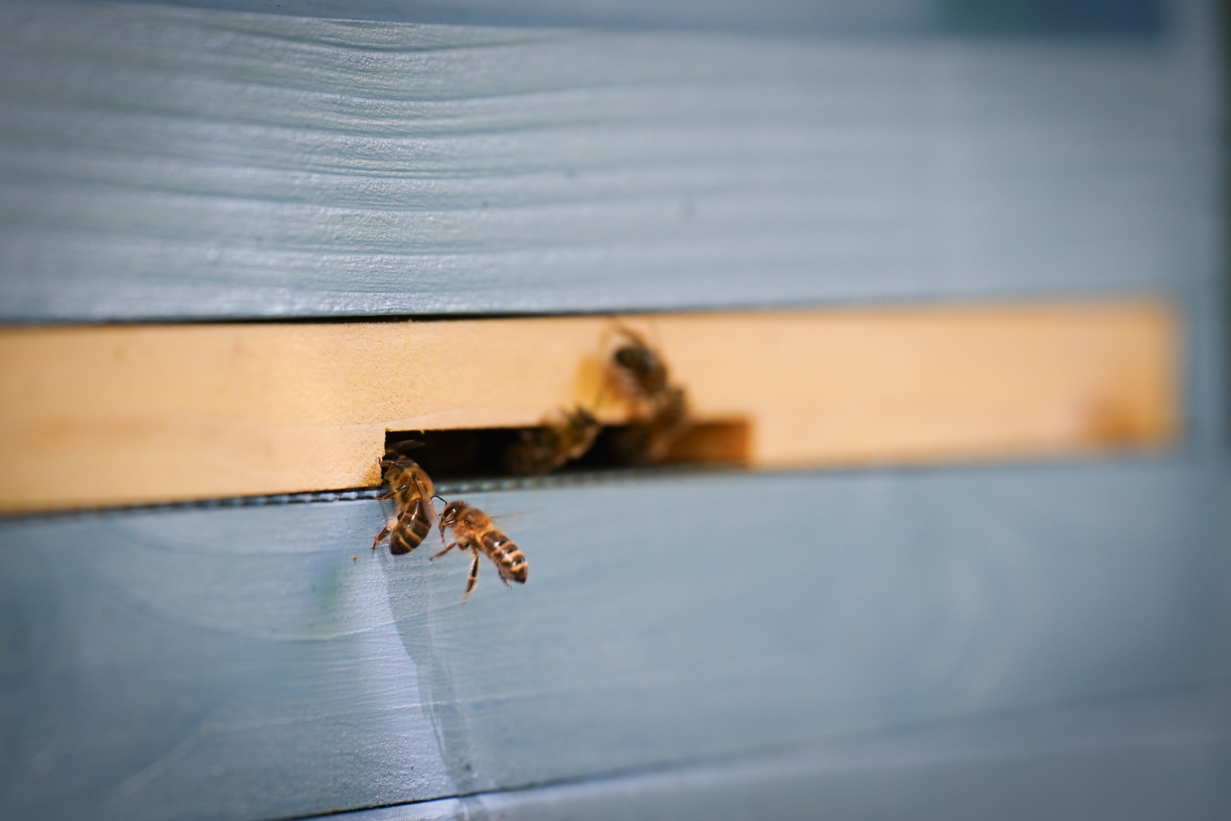 Close up showing four bees entering an opening in the hive