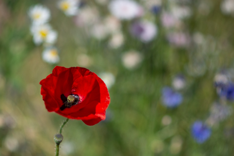 Poppy in a field