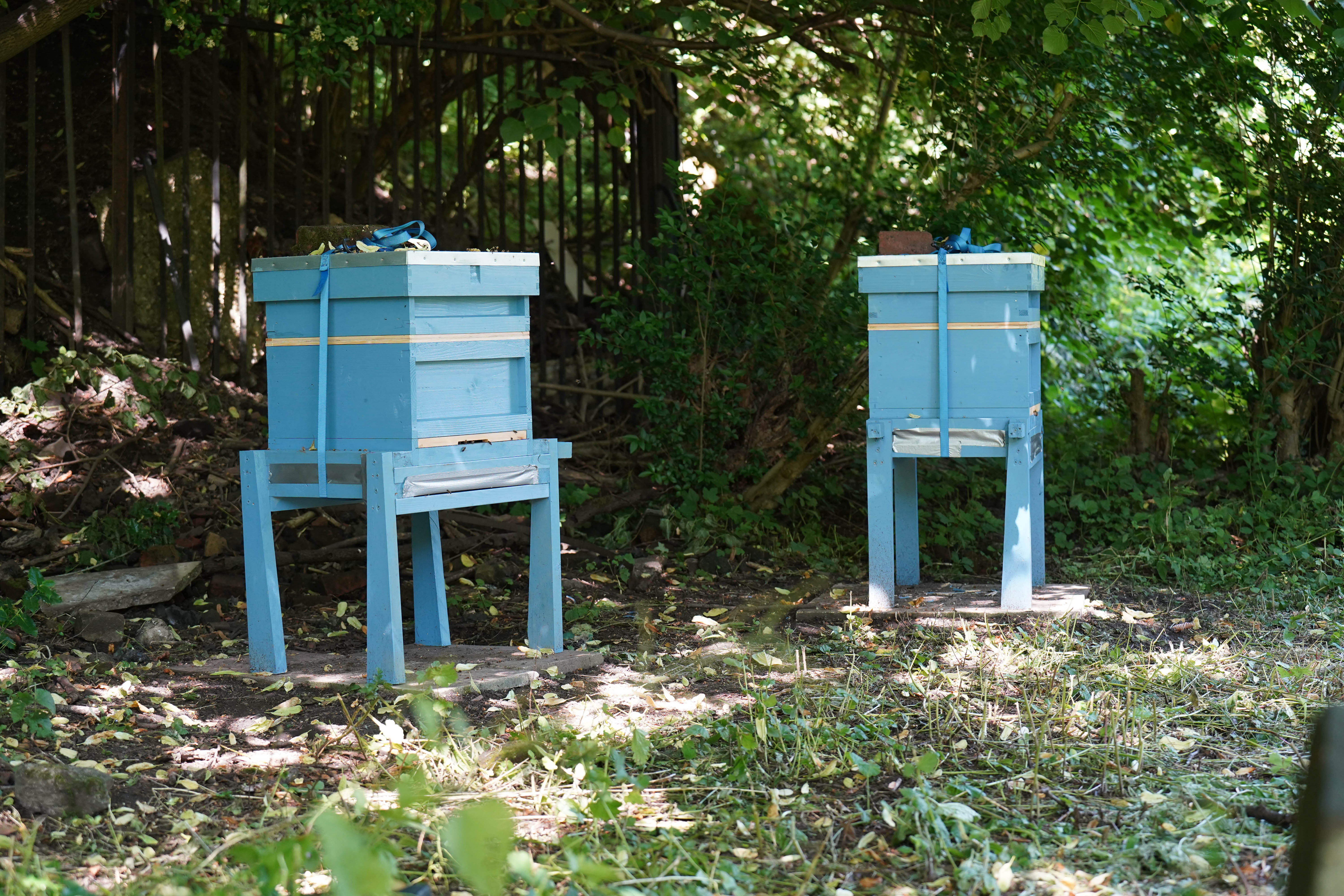 Two blue beehives in the church yard at Coseley