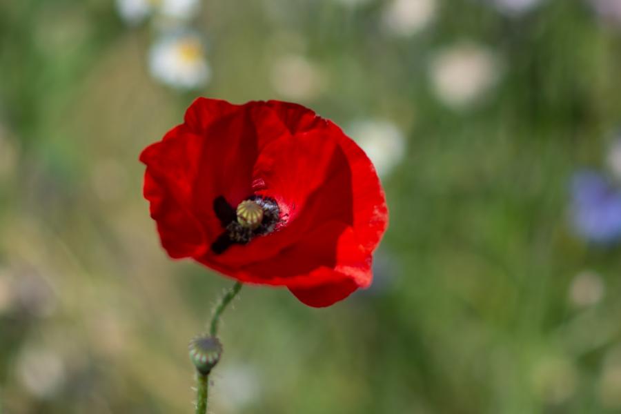 Poppy_header.jpg