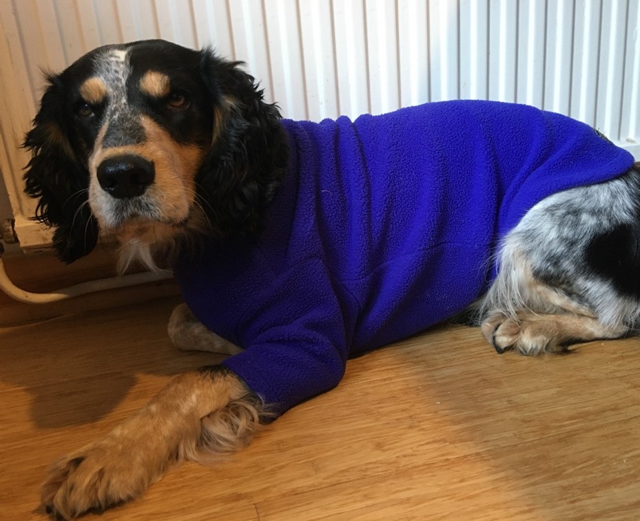 Dog keeping warm by a radiator